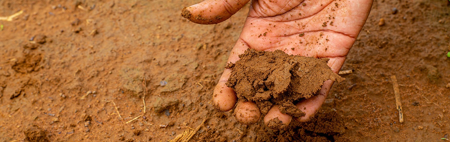 Soil in hand