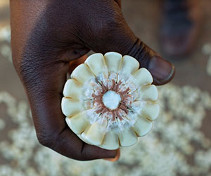Maize cob in hand