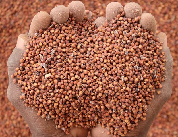 Sorghum Harvest