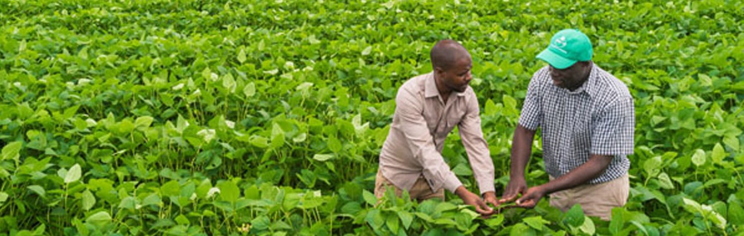 Two men in soyabean field