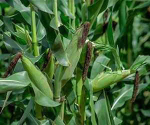 Maize cob on stalk