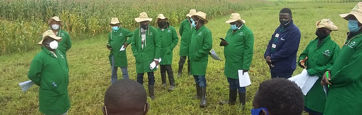 Men in front of a maize field