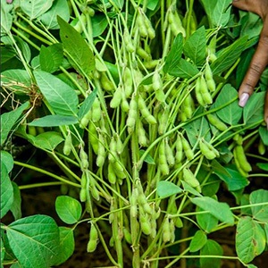 Green Bean Pods
